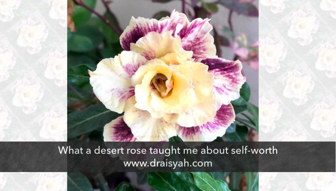 What desert rose taught me about self worth